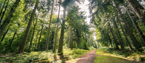 Diversifier son patrimoine en investissant dans les forêts